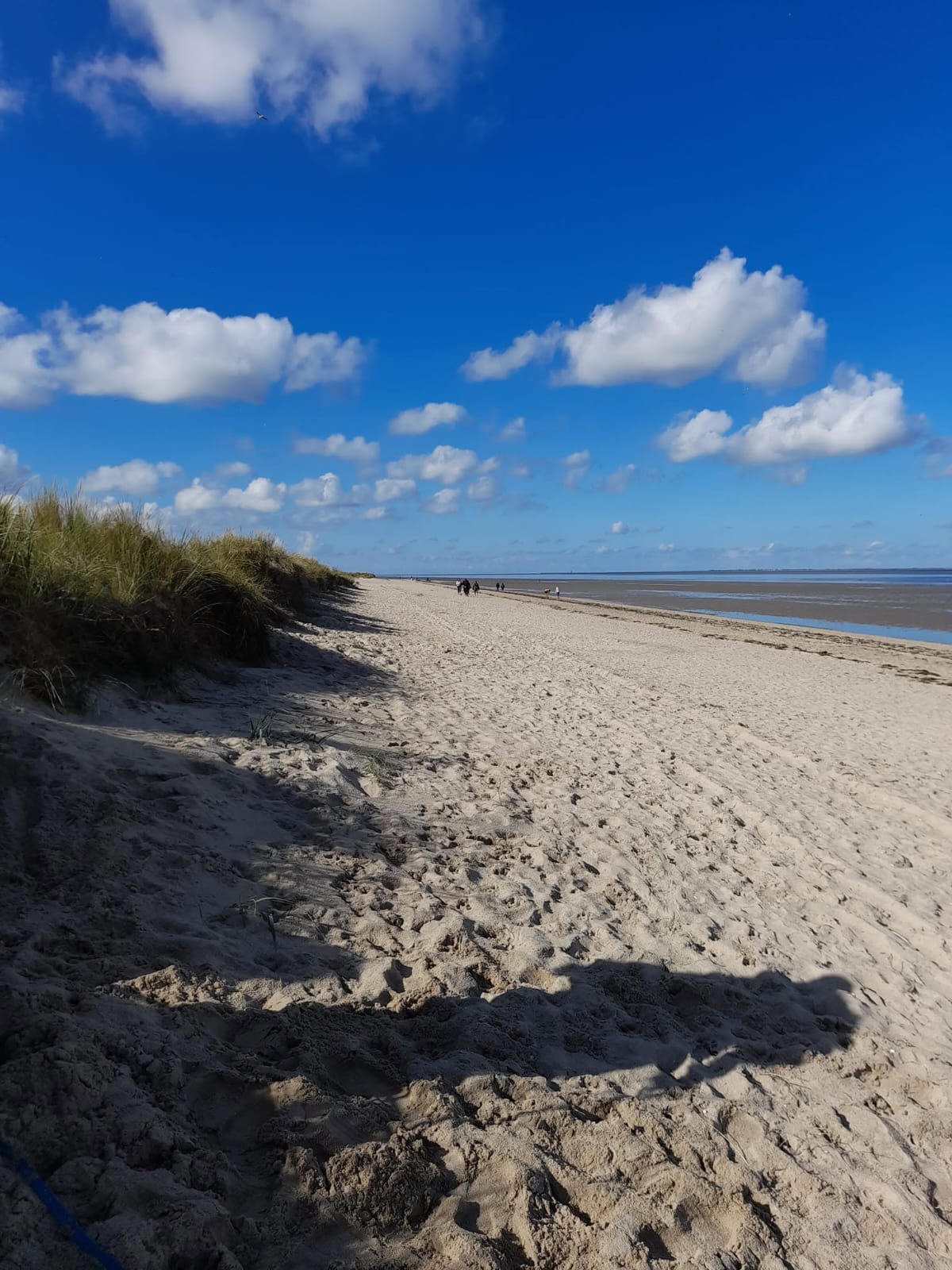 Strandabschnitt mit Dünengras und Blick aufs Wattenmeer